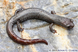 Image of Inyo Mountains Salamander