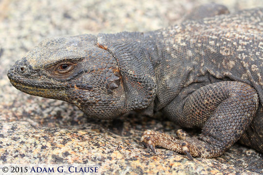 Image of Common Chuckwalla