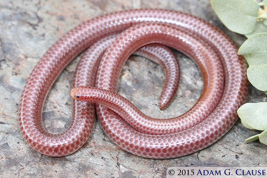 Image of Rena humilis humilis Baird & Girard 1853