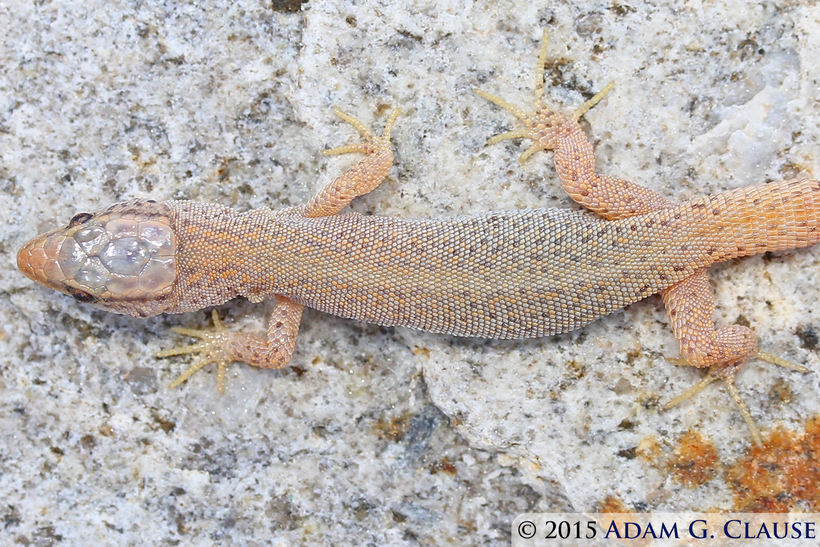 Image of Desert Night Lizard