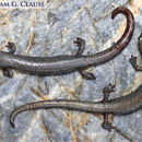 Image of Inyo Mountains Salamander