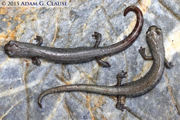 Image of Inyo Mountains Salamander