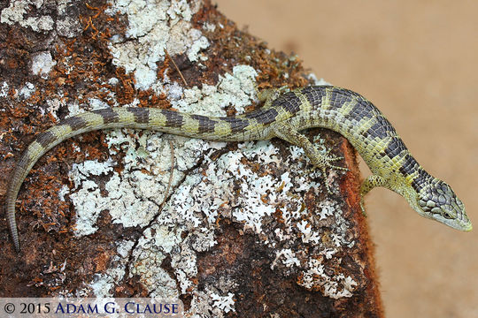 Image of Bogert's Arboreal Alligator Lizard