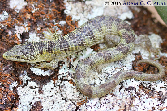 Abronia bogerti Tihen 1954的圖片