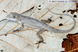 Image of White Anole