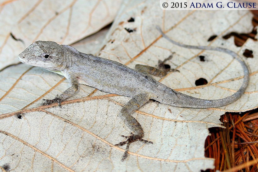 Image of White Anole