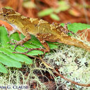 Imagem de Anolis hobartsmithi Nieto-montes De Oca 2001