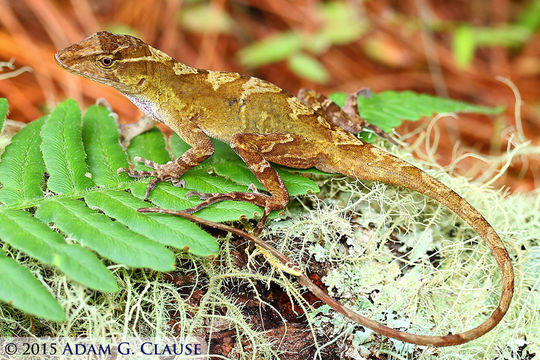 Sivun Anolis hobartsmithi Nieto-montes De Oca 2001 kuva