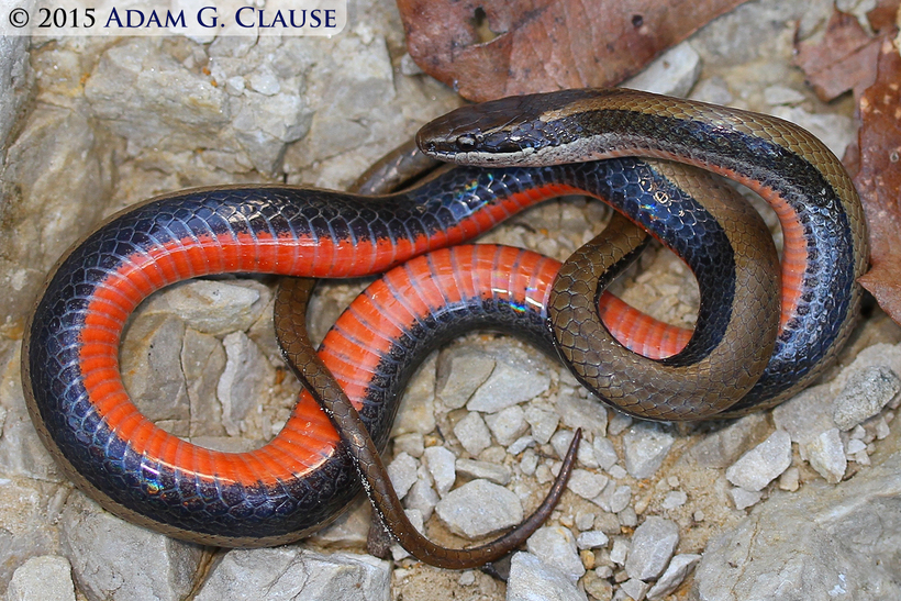 Image of Black-striped Snake