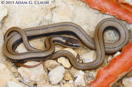 Image of Black-striped Snake