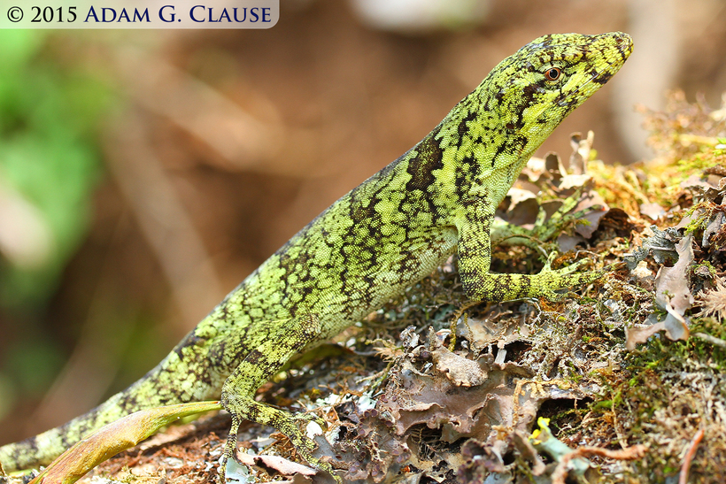 Image of Peters' anole