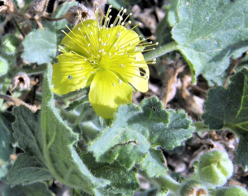 Image of lobed-leaf stingbush