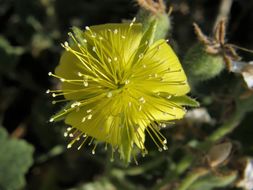 Image of lobed-leaf stingbush