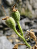 Image of lobed-leaf stingbush