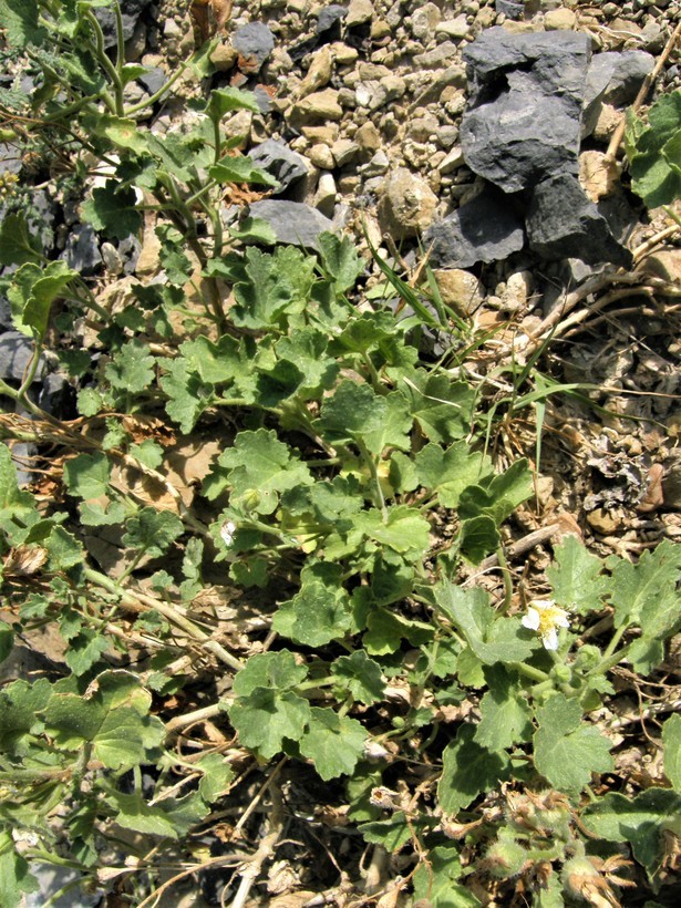 Image of lobed-leaf stingbush