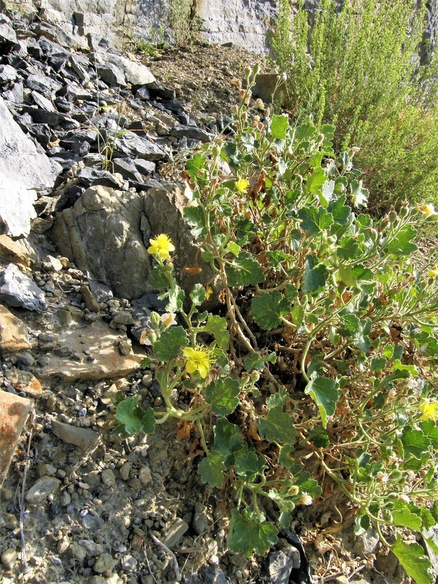 Image of lobed-leaf stingbush