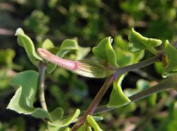 Acleisanthes longiflora A. Gray resmi