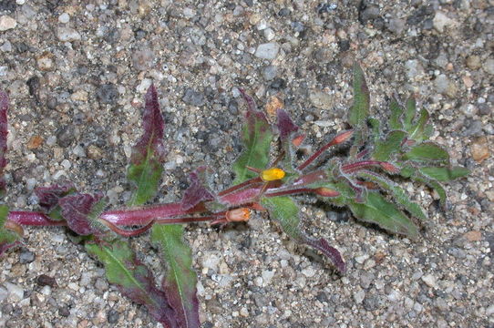 Image of Hardham's evening primrose