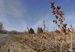 Imagem de Arctium minus (Hill) Bernh.