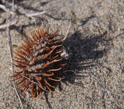 Image of common burdock