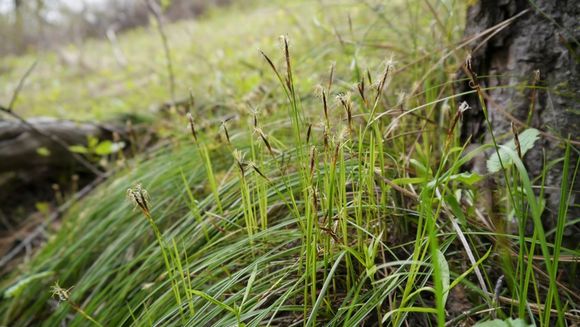 Image of Geyer's sedge