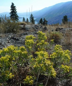 Plancia ëd Ericameria greenei (A. Gray) G. L. Nesom