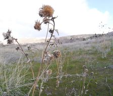 Image de tournesol