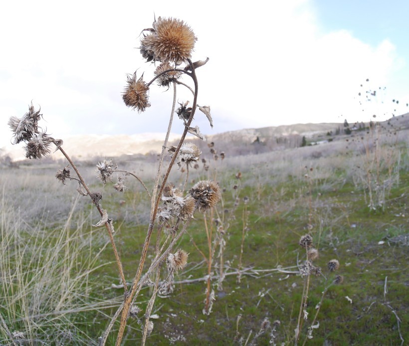 Image de tournesol