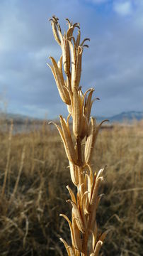 Imagem de Oenothera villosa subsp. strigosa (Rydb.) Dietrich & Raven