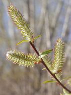 Imagem de Salix prolixa Anderss.