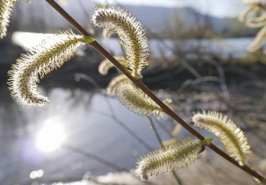 Imagem de Salix prolixa Anderss.