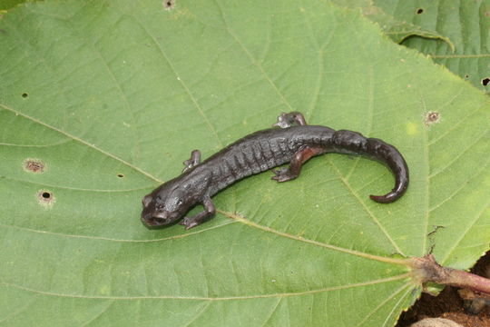 Image of Coffee Grove Salamander