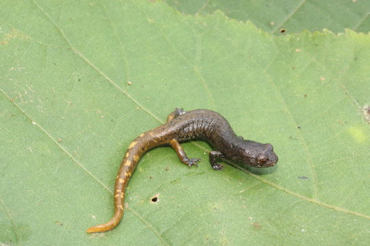 Image of Pseudoeurycea nigromaculata (Taylor 1941)