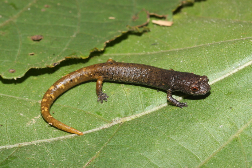 Image of Pseudoeurycea nigromaculata (Taylor 1941)