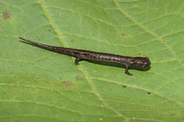 Image of Townsend's Dwarf Salamander