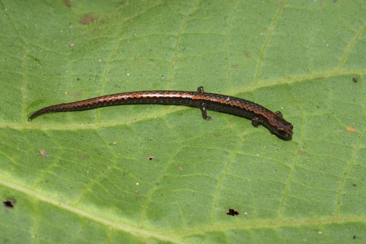 Image of Thorius pennatulus Cope 1869