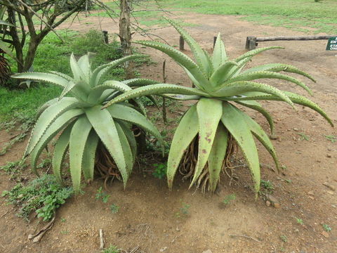 Image of Mountain aloe