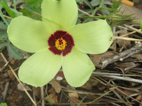 Image de Hibiscus caesius Garcke