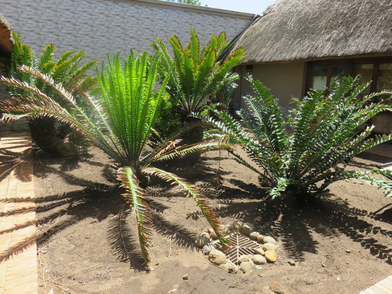 Image of Natal Cycad