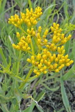 Image of Flaveria oppositifolia (DC.) Rydb.