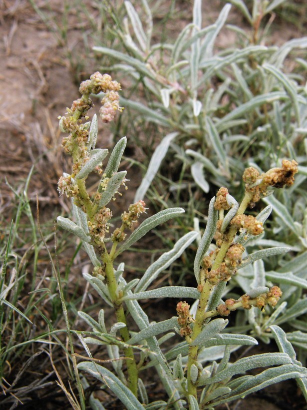 Image of Atriplex acanthocarpa subsp. pringlei (Standl.) J. Henrickson