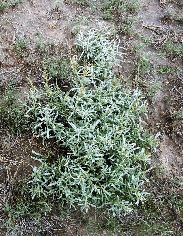 Image of Atriplex acanthocarpa subsp. pringlei (Standl.) J. Henrickson