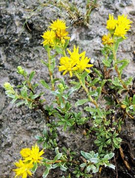 Image of <i>Isocoma gypsophilia</i>