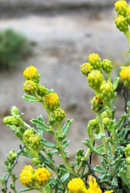 Image of <i>Isocoma gypsophilia</i>