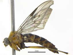 Image of Olbiogaster