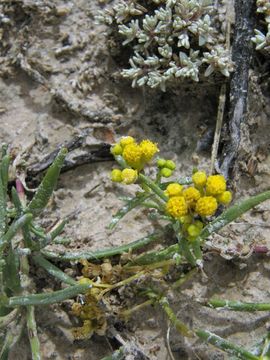 Image of Sartwellia mexicana A. Gray ex S. Wats.