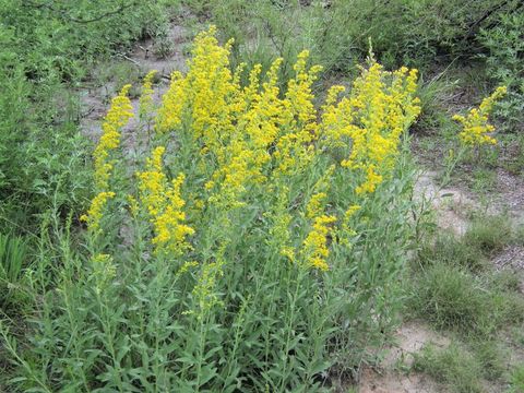 Image of three-nerve goldenrod