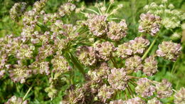 Image of Lyall's angelica