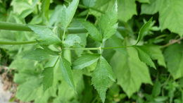 Image of Lyall's angelica