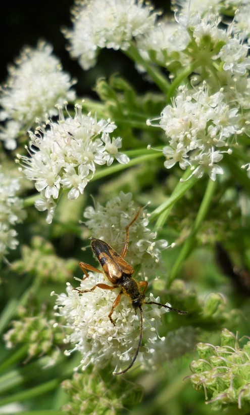 Image of Lyall's angelica